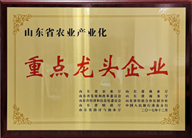 公司实力